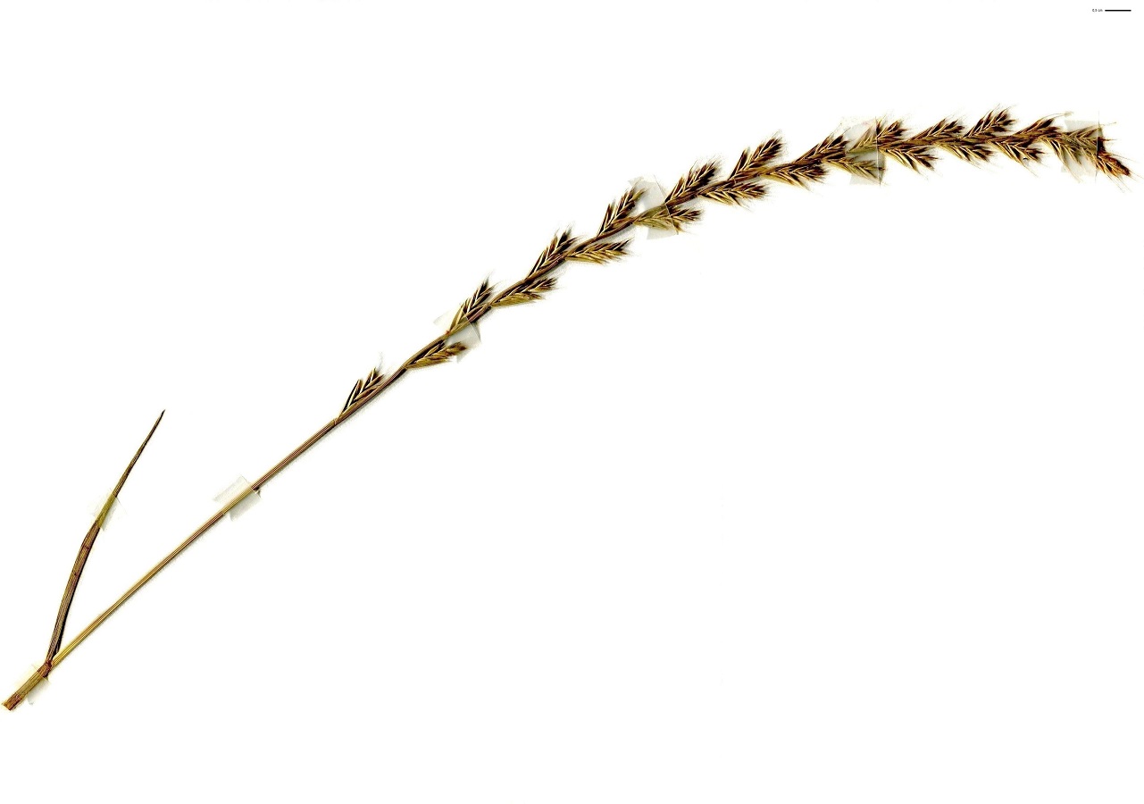 Lolium multiflorum (Poaceae)